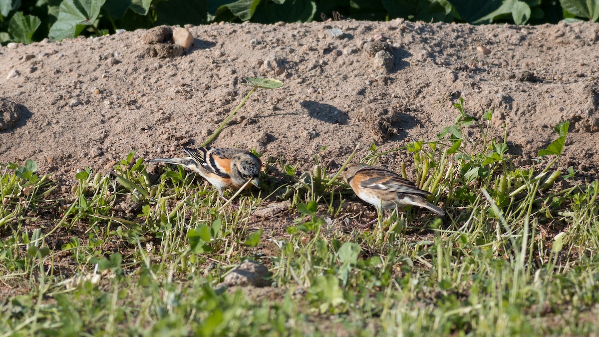 Brambling - ML359294031