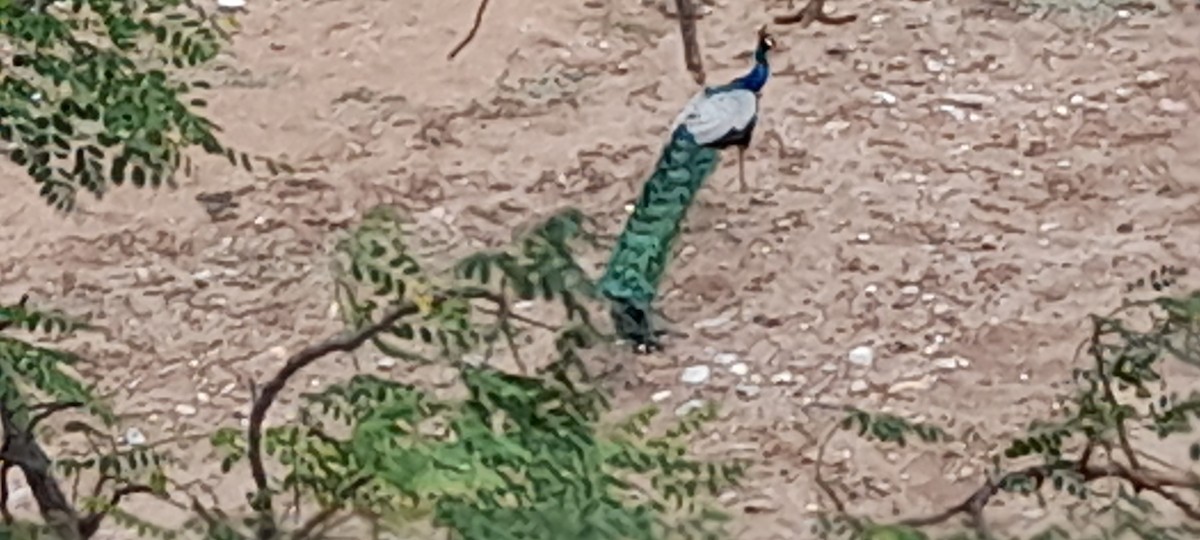 Indian Peafowl - ML359294141