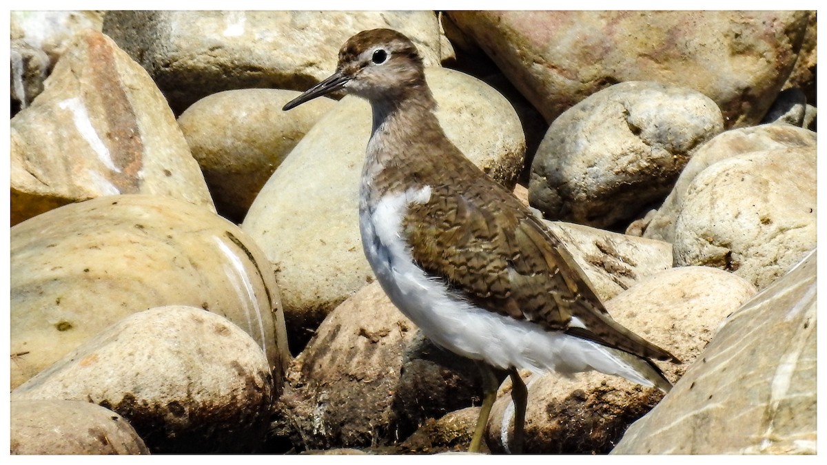 Green Sandpiper - ML359294391