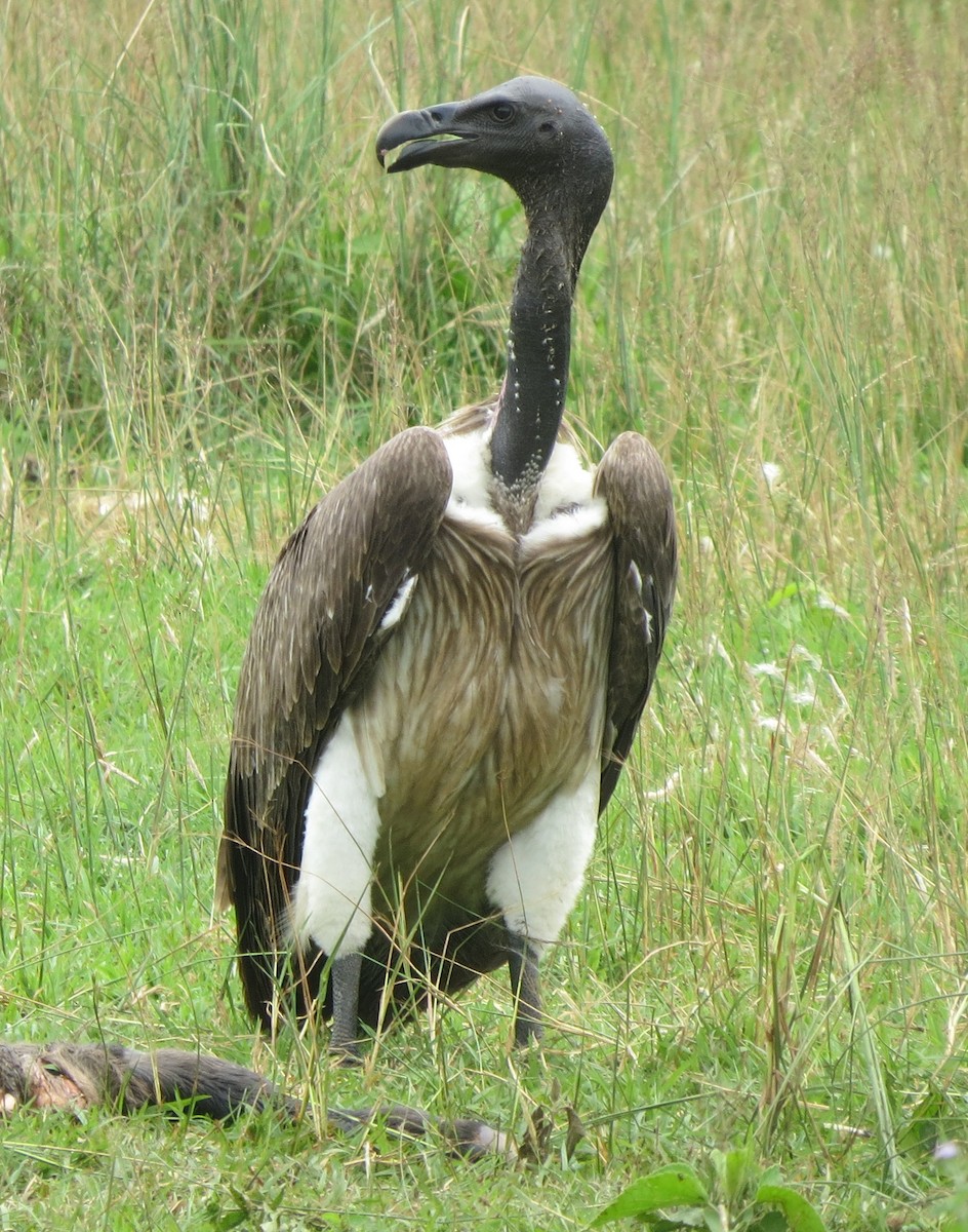 Slender-billed Vulture - Shankar Tiwari