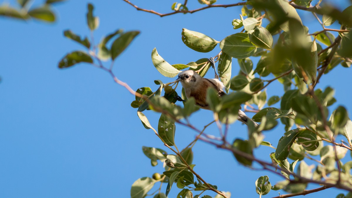 Eurasian Penduline-Tit - ML359294621