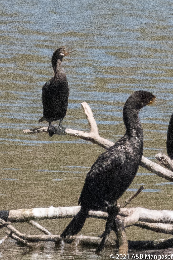 Neotropic Cormorant - ML359294951