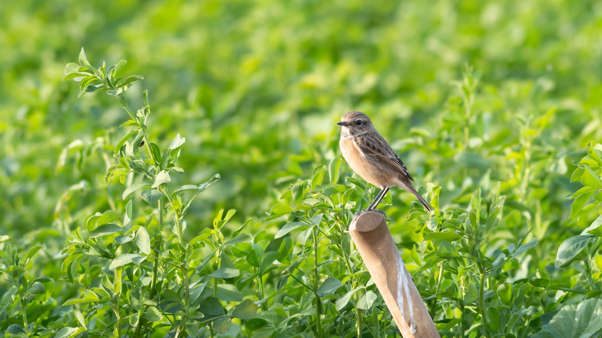 European Stonechat - ML359295171