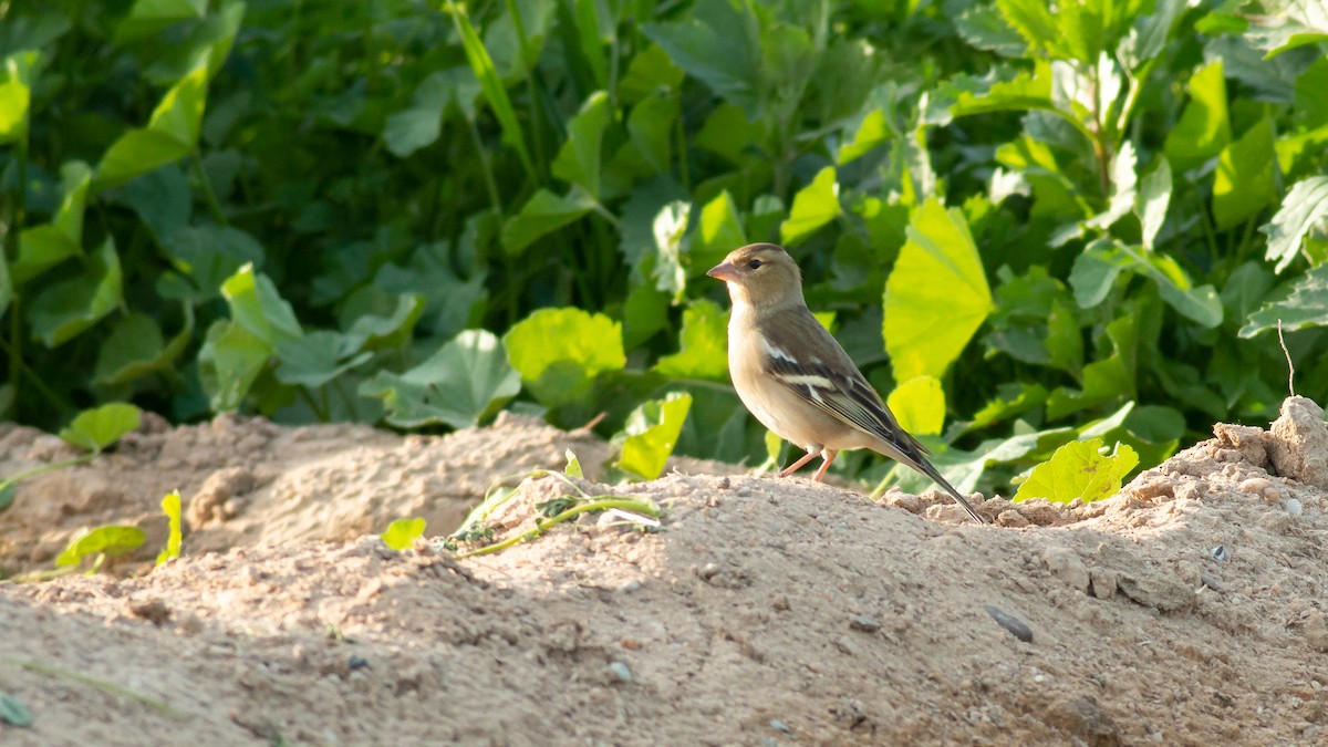 Common Chaffinch - ML359295641