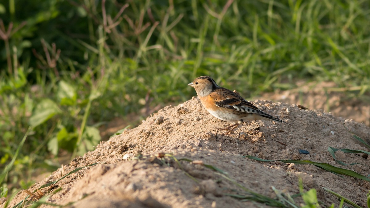 Brambling - ML359295881