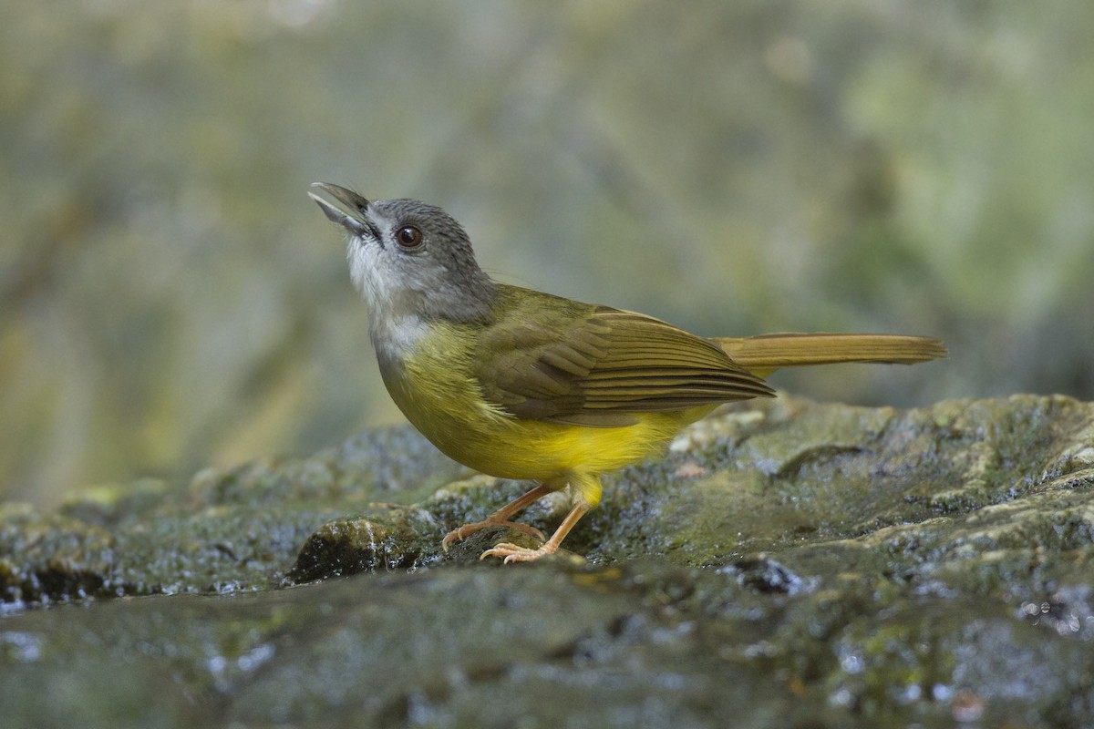 Yellow-bellied Bulbul - Jan-Peter  Kelder