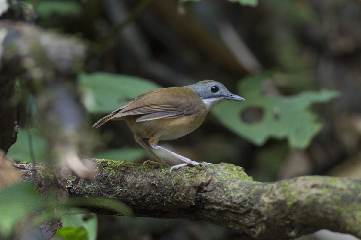 Short-tailed Babbler - Jan-Peter  Kelder