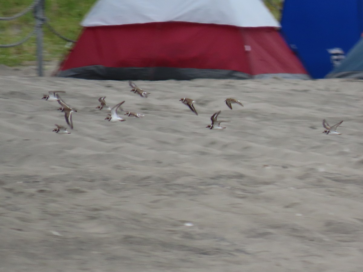 Semipalmated Plover - Laura Burke