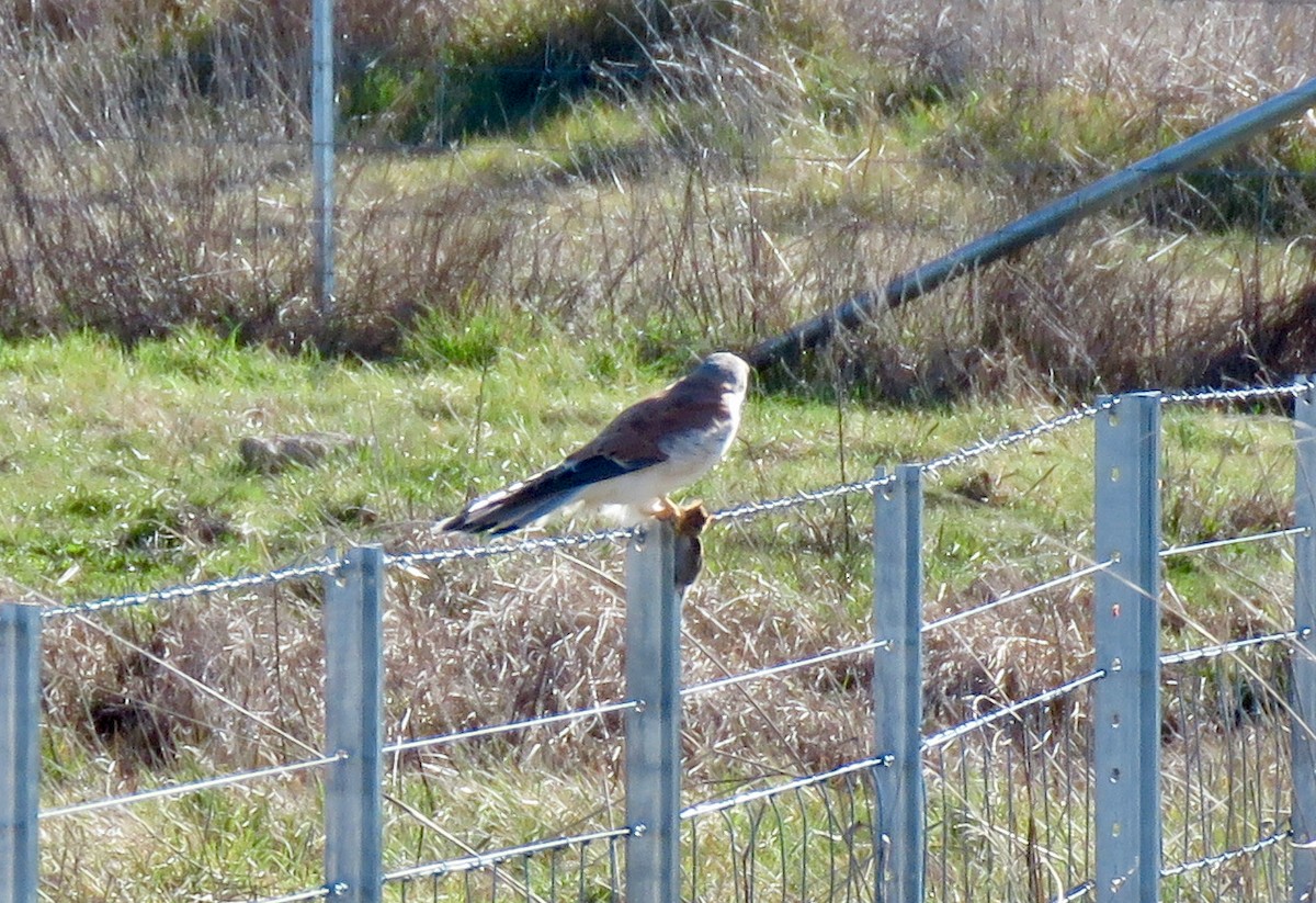 Nankeen Kestrel - ML359298521