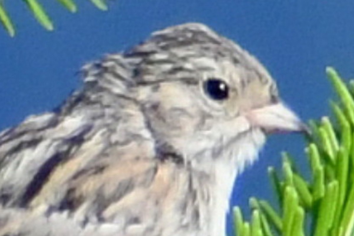 Brewer's Sparrow - ML359299631