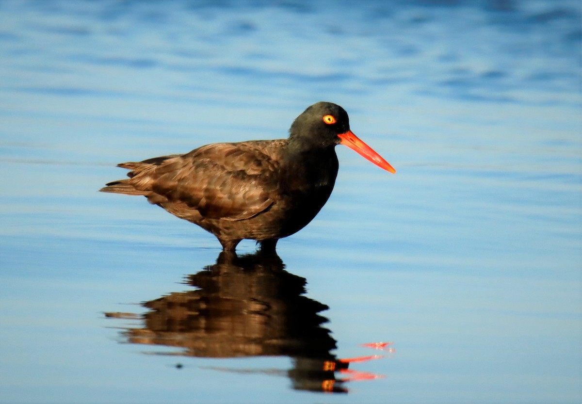 Black Oystercatcher - ML359300251