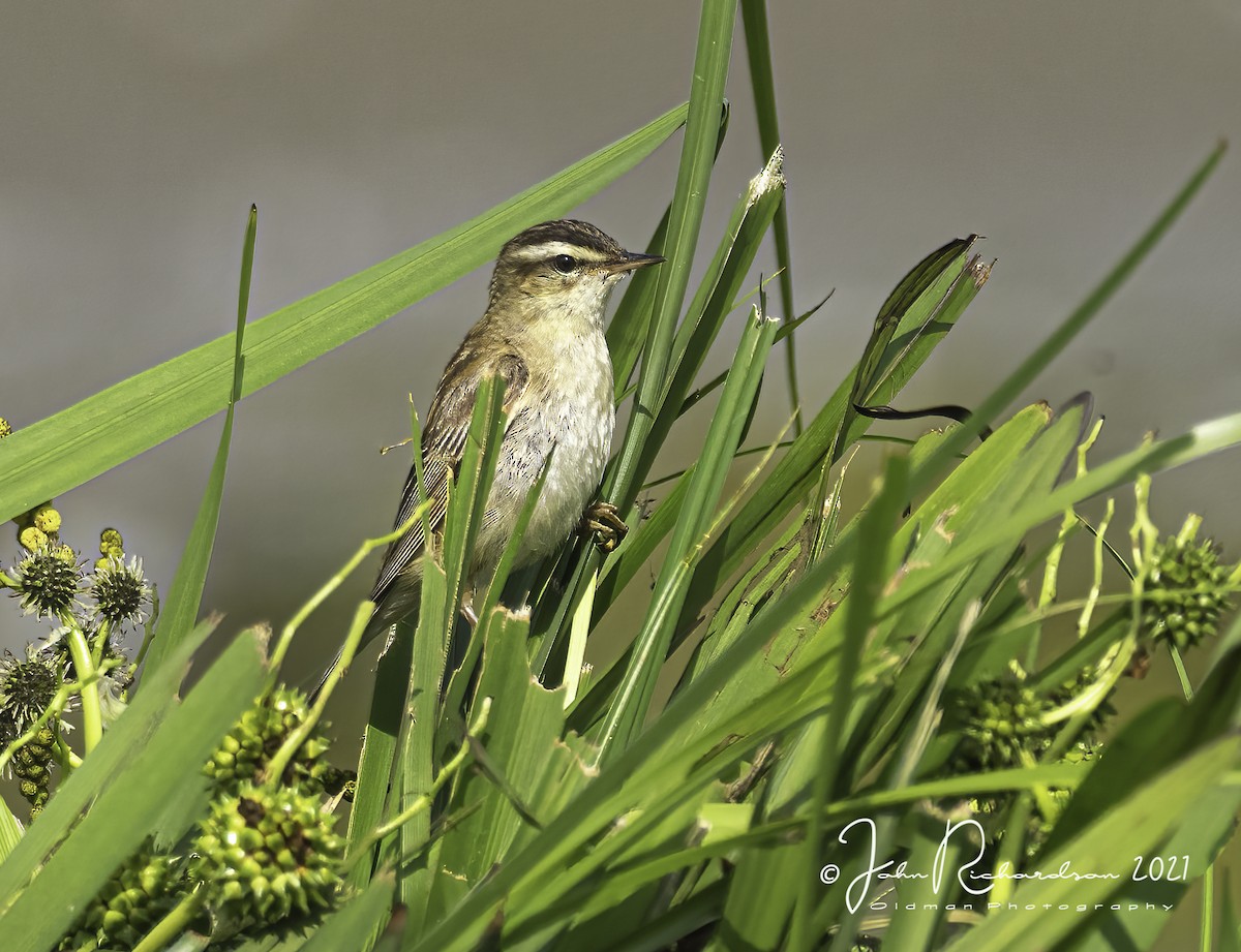 Sedge Warbler - John George Richardson