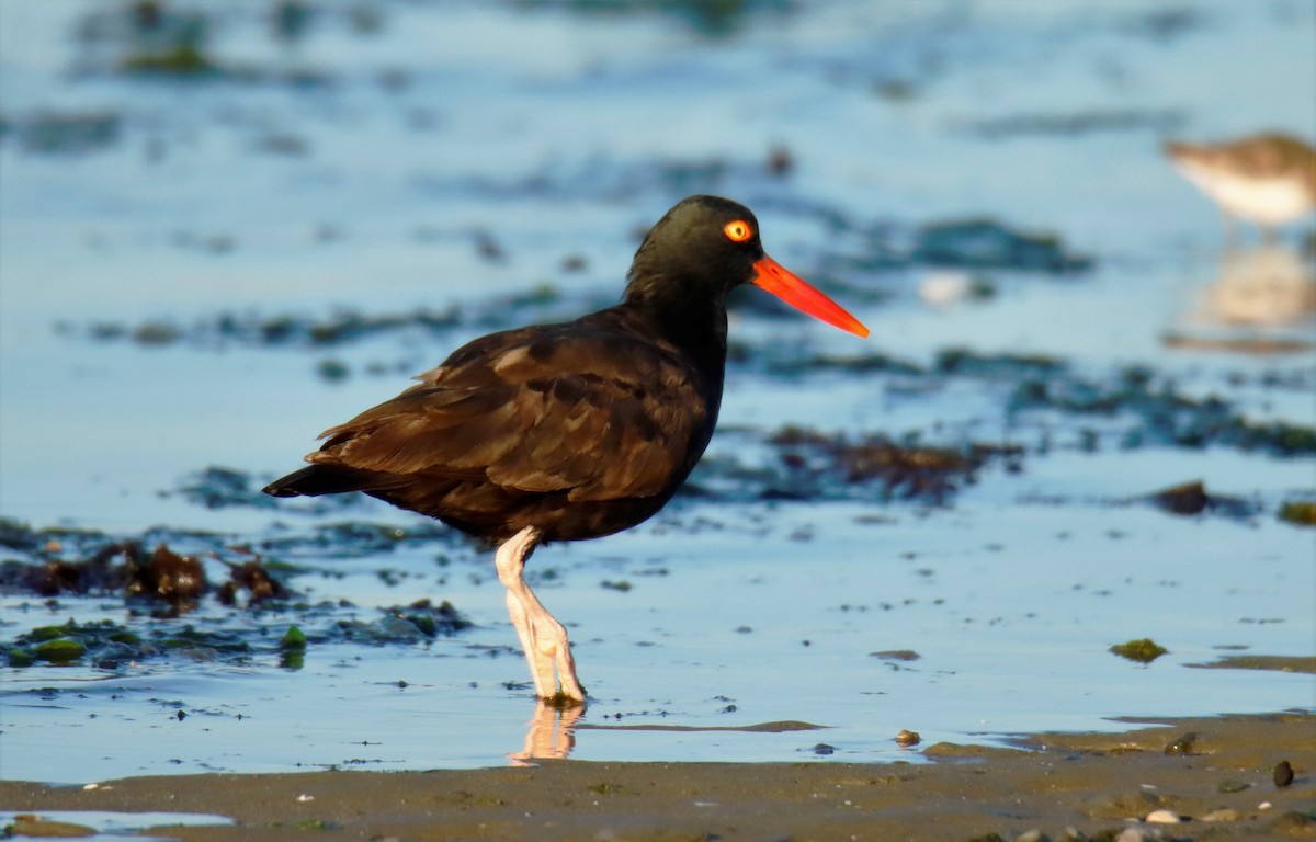 Black Oystercatcher - ML359300271