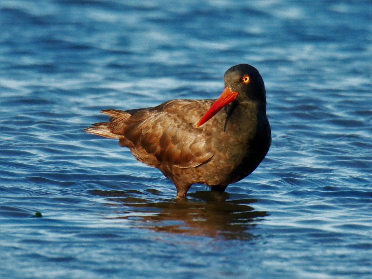 Black Oystercatcher - ML359300321