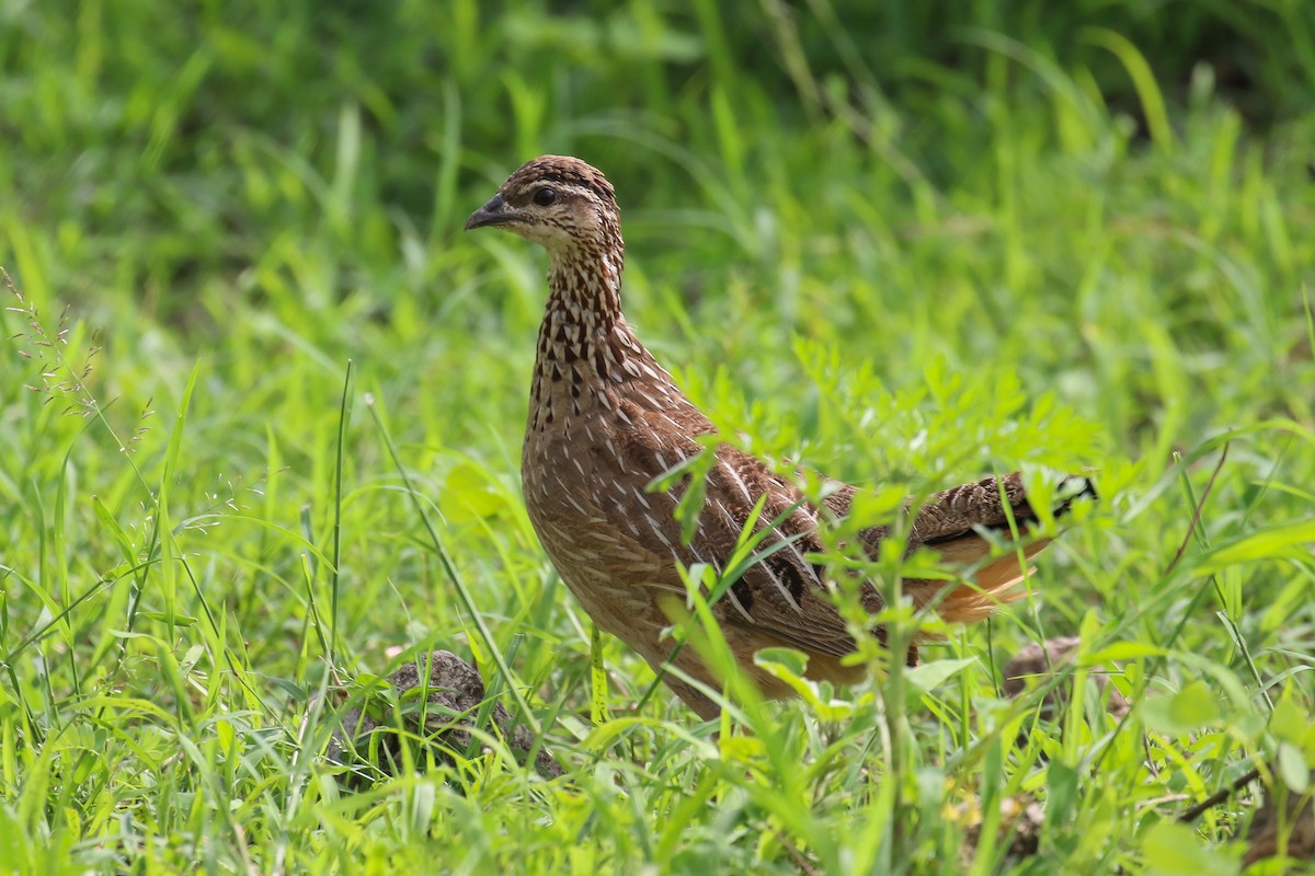 Crested Francolin - ML359301611