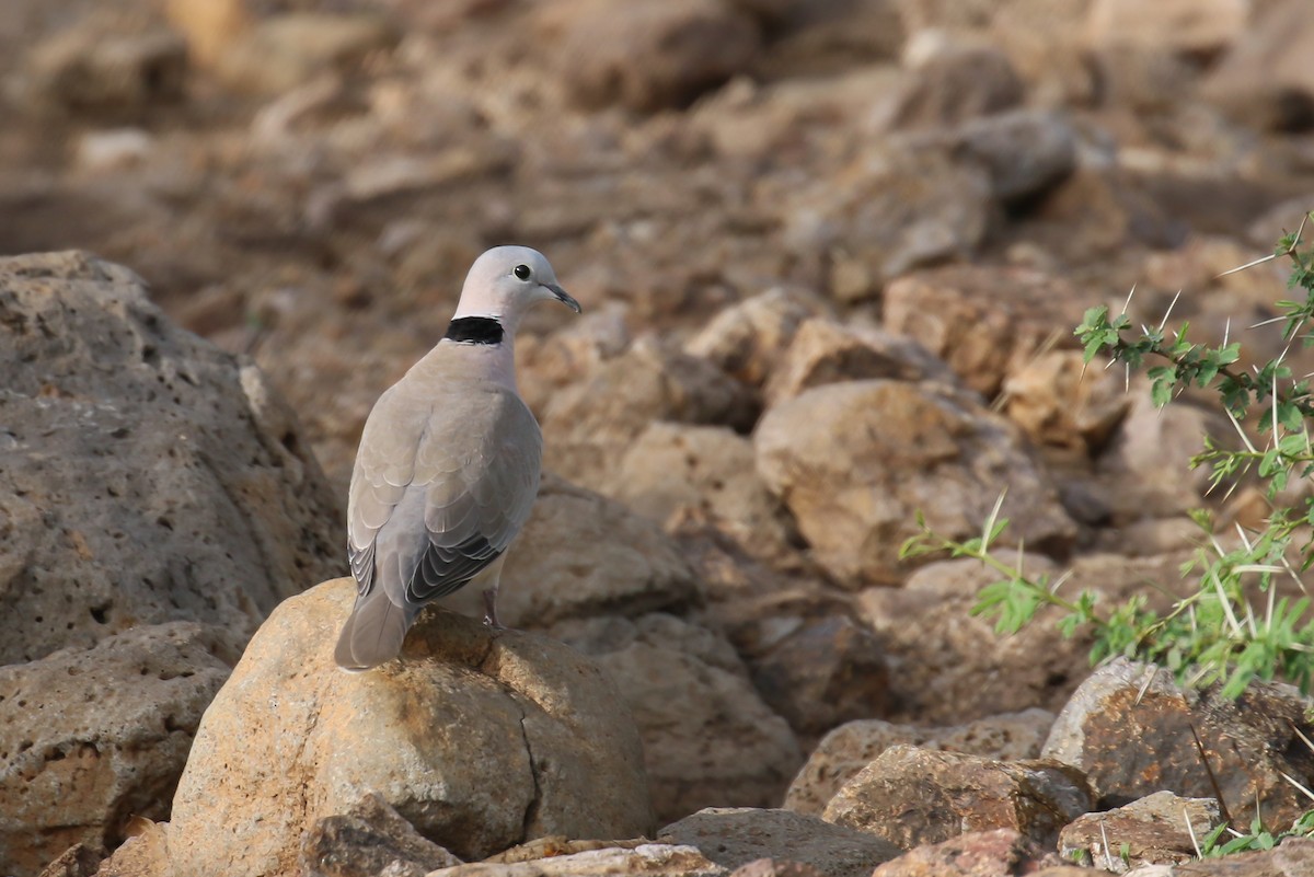 Ring-necked Dove - ML359302131