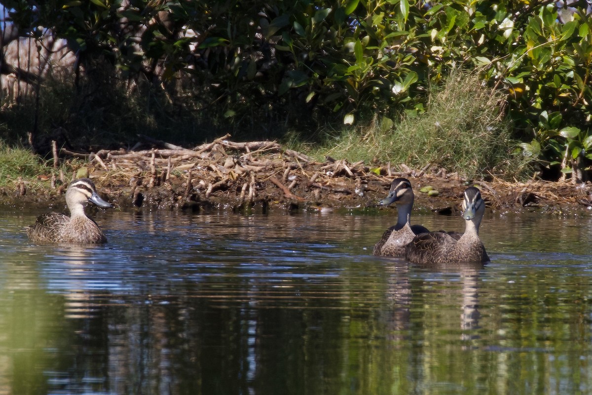 Canard à sourcils - ML359302251