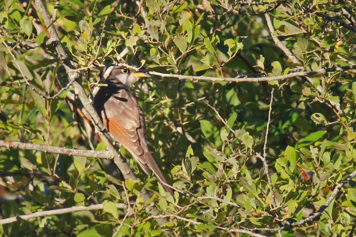 Yellow-billed Cuckoo - Mike Schanbacher