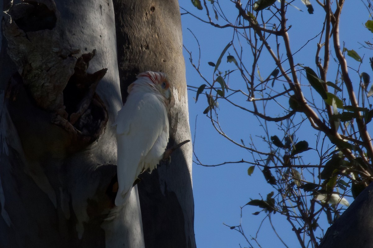 Long-billed Corella - ML359303601