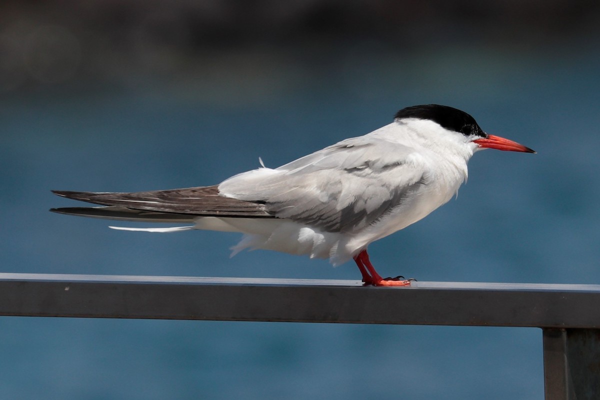 Common Tern - ML359304181
