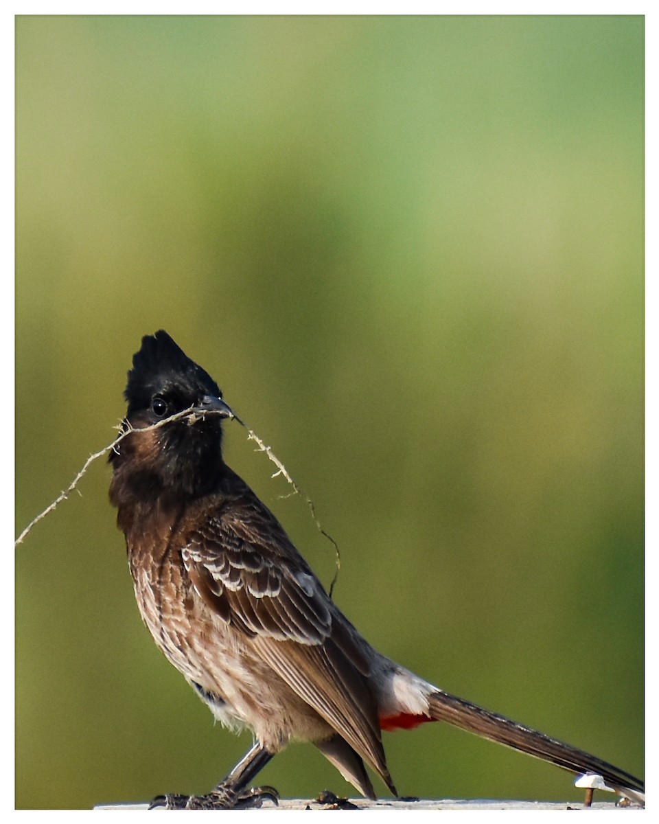 Red-vented Bulbul - ML359305311