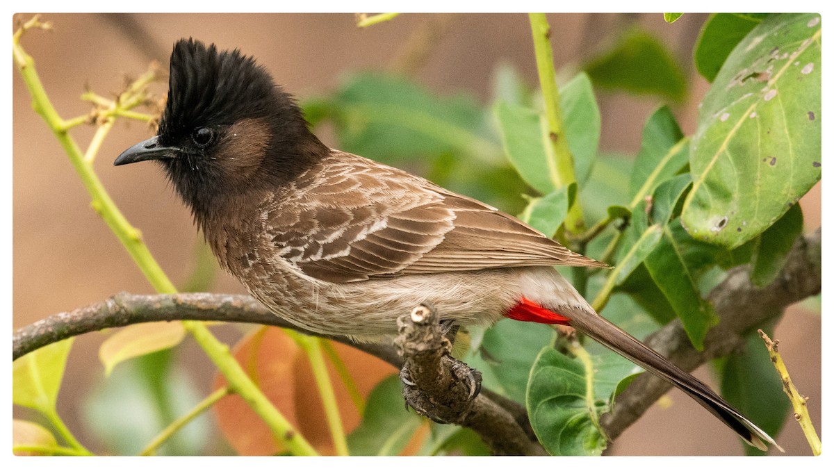 Red-vented Bulbul - ML359305321