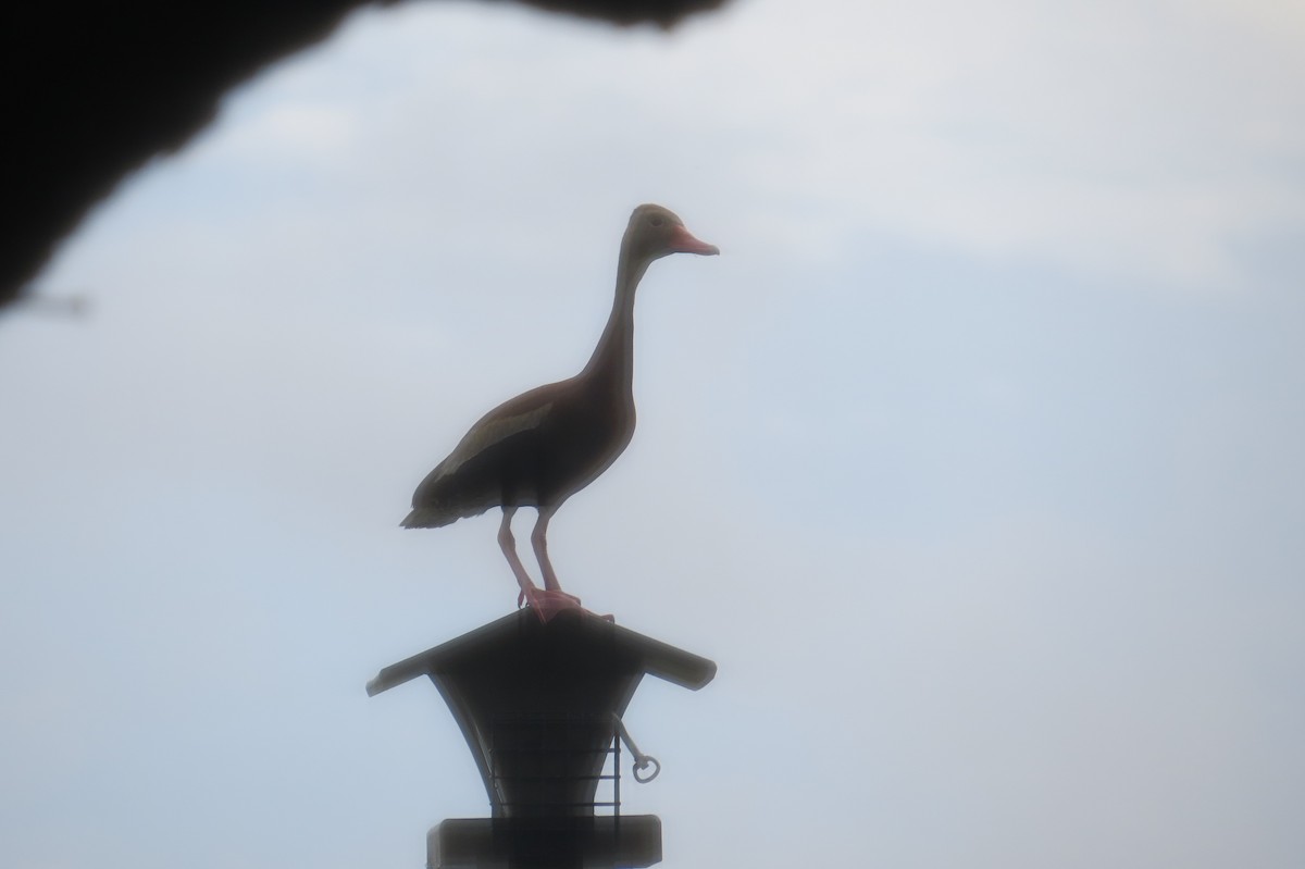 Black-bellied Whistling-Duck - ML359307011