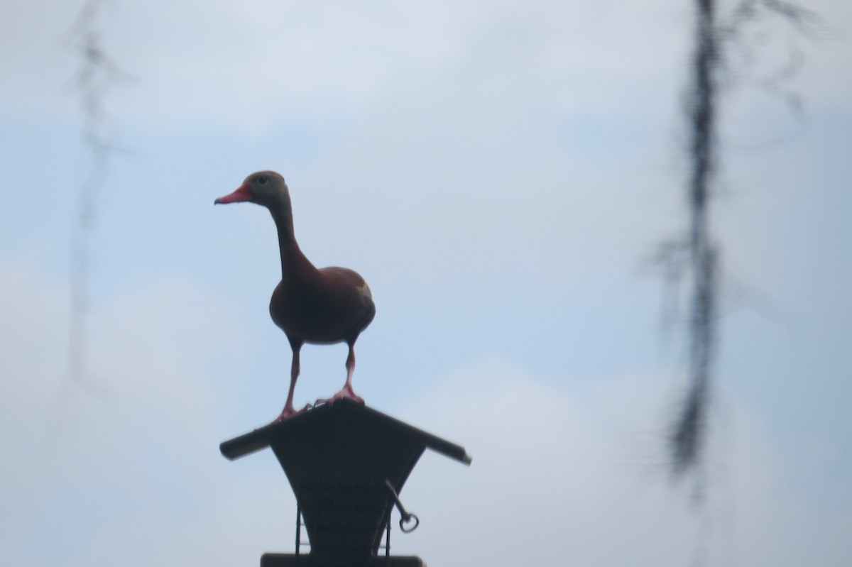 Black-bellied Whistling-Duck - ML359307021