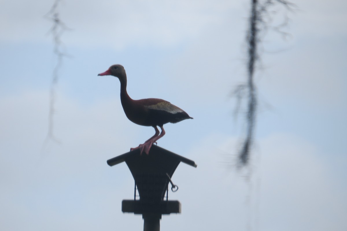 Black-bellied Whistling-Duck - ML359307031