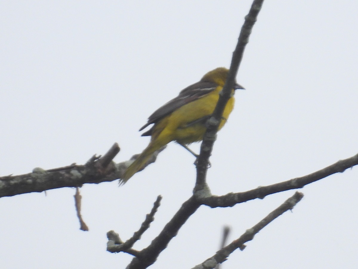 Orchard Oriole - ML359307871