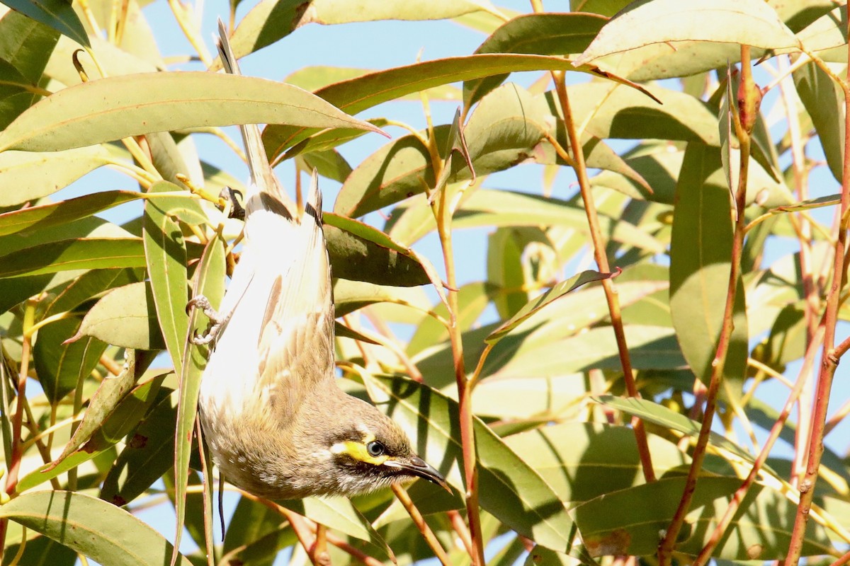 Yellow-faced Honeyeater - ML359308561