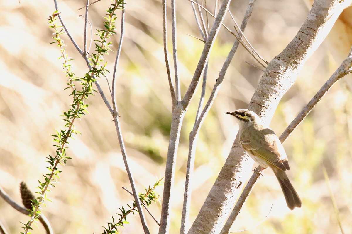 Yellow-faced Honeyeater - ML359308671