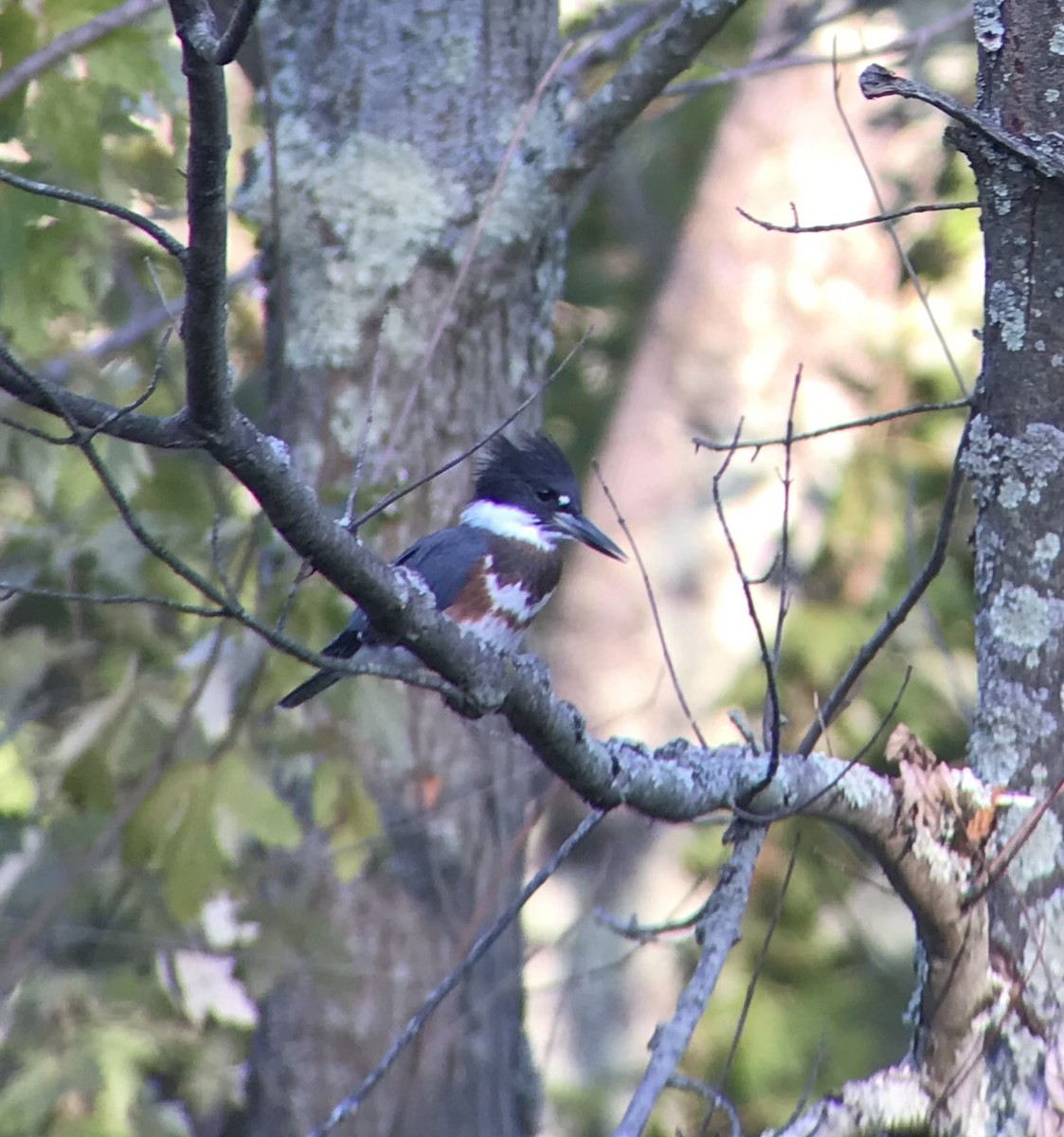 Belted Kingfisher - ML359308771