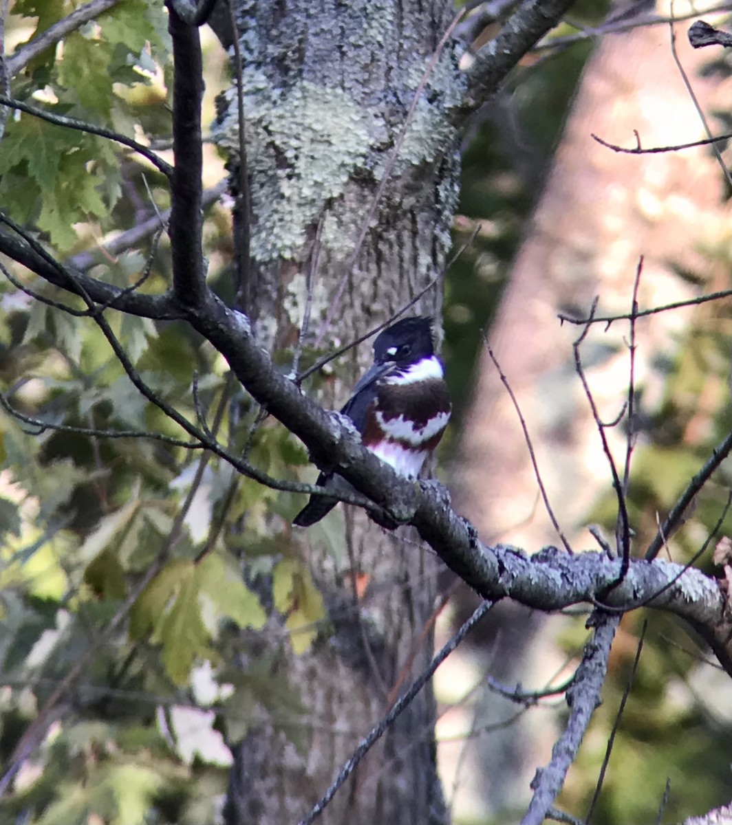 Belted Kingfisher - ML359308781