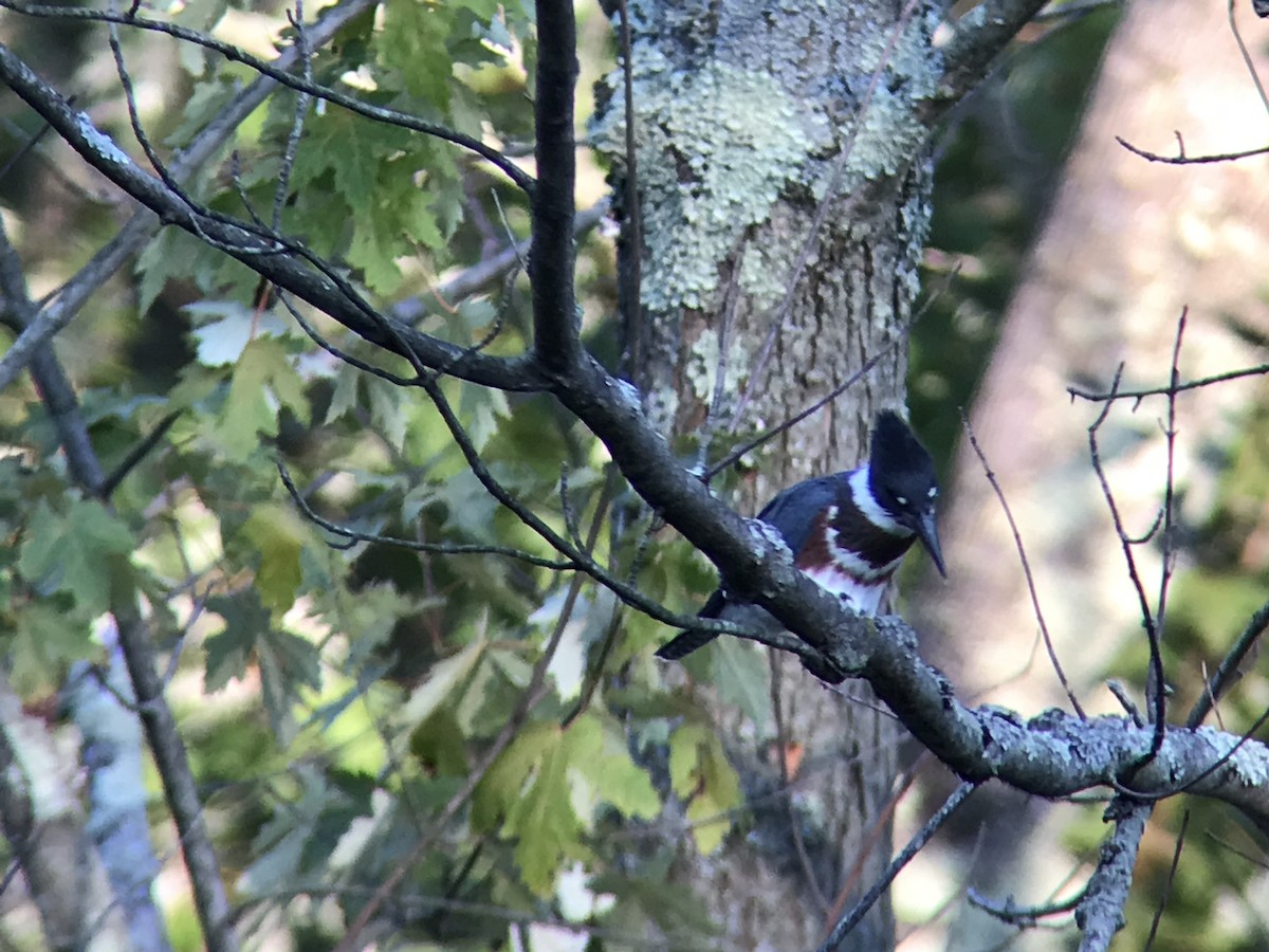 Belted Kingfisher - ML359308801