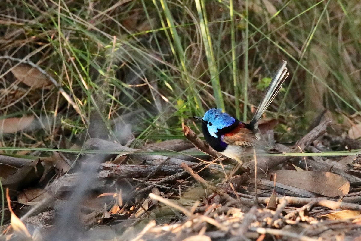 Variegated Fairywren - David Vickers