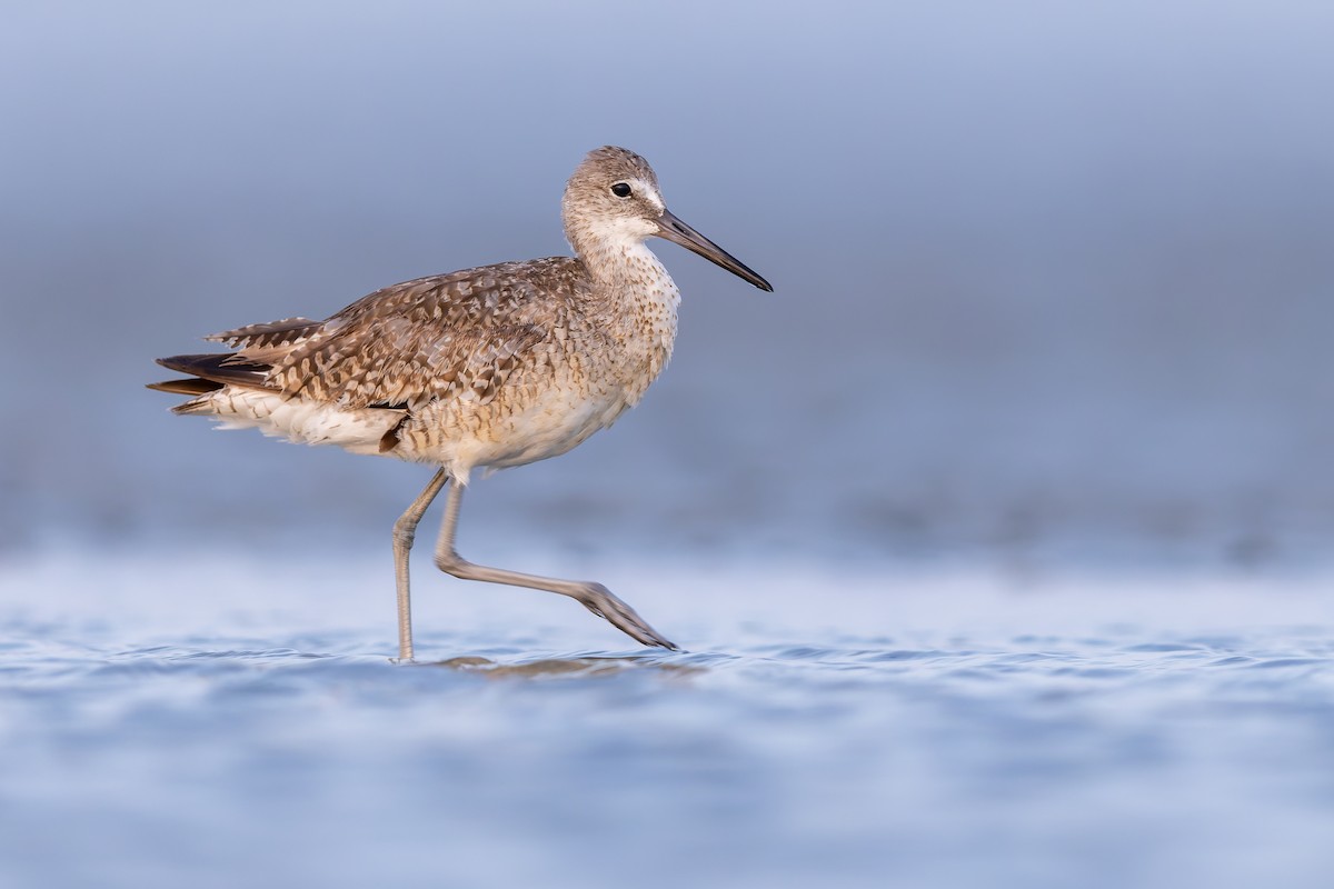 Willet - ML359312061