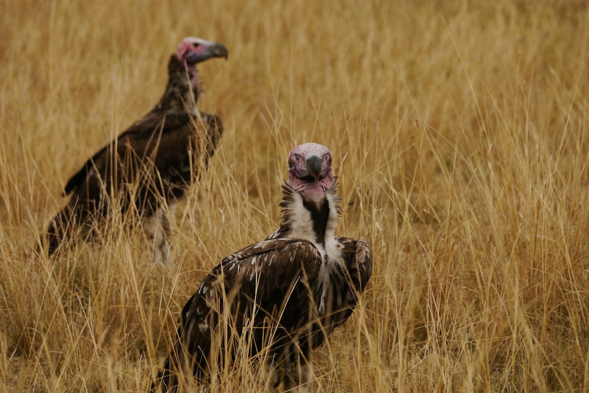 Lappet-faced Vulture - Uwe Stehrenberg