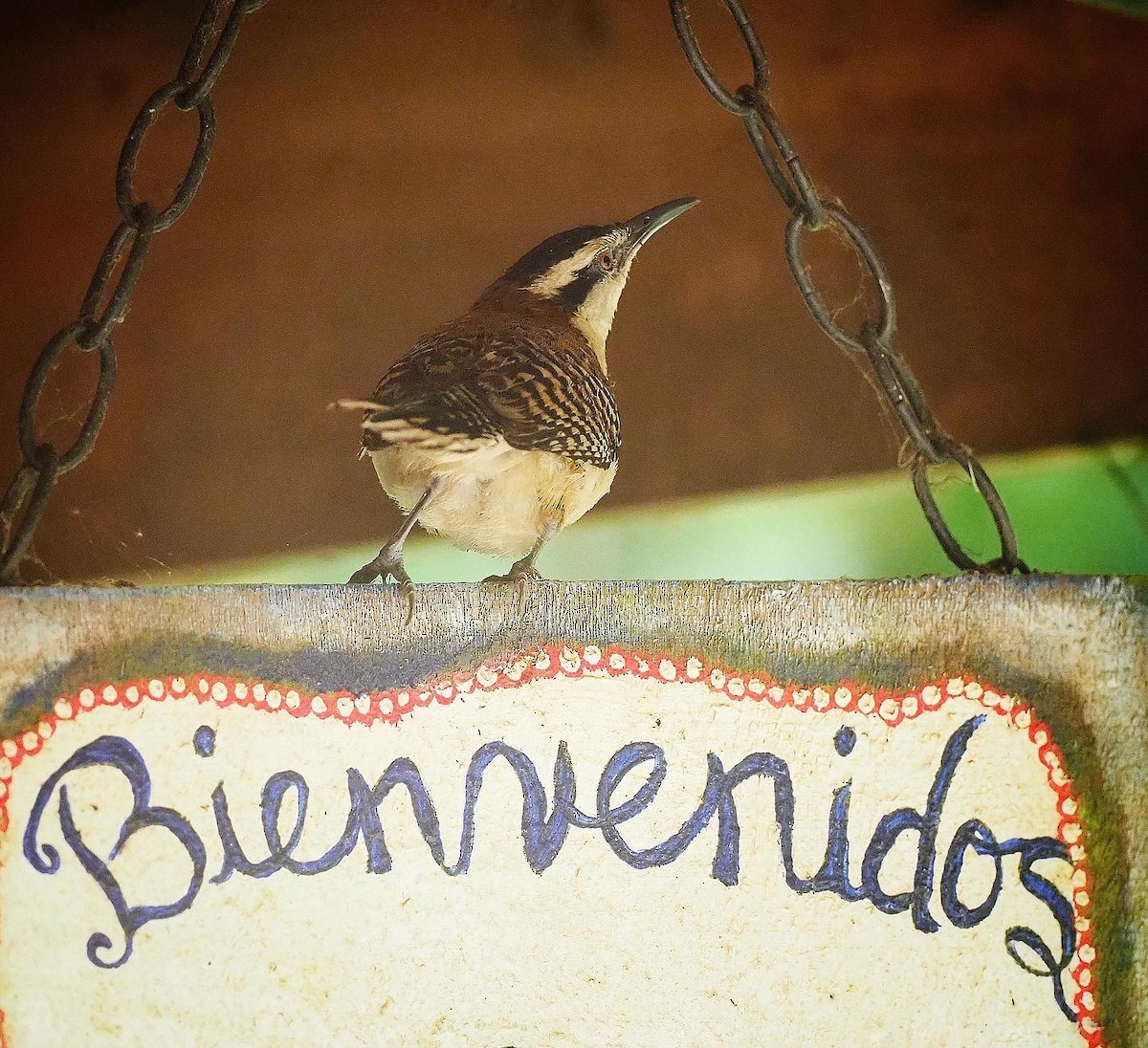 Rufous-naped Wren - ML359314541