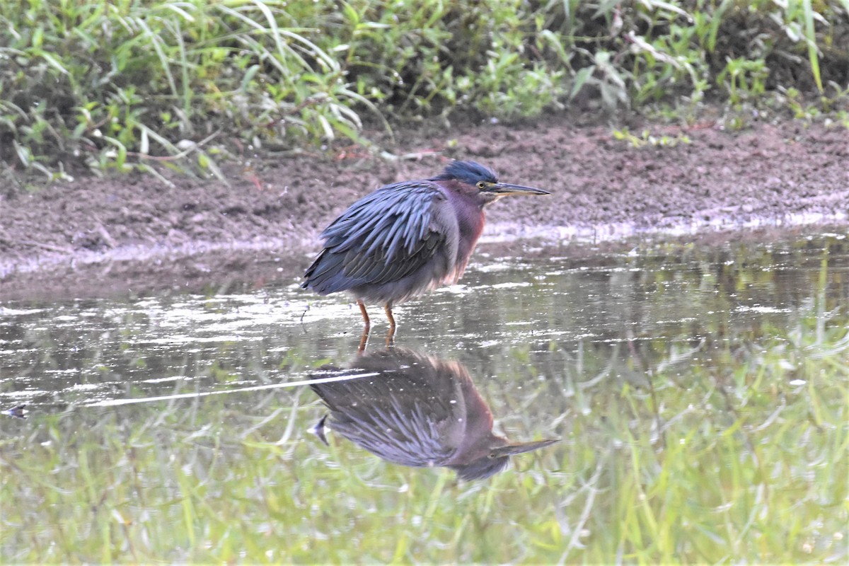 Green Heron - ML359314831