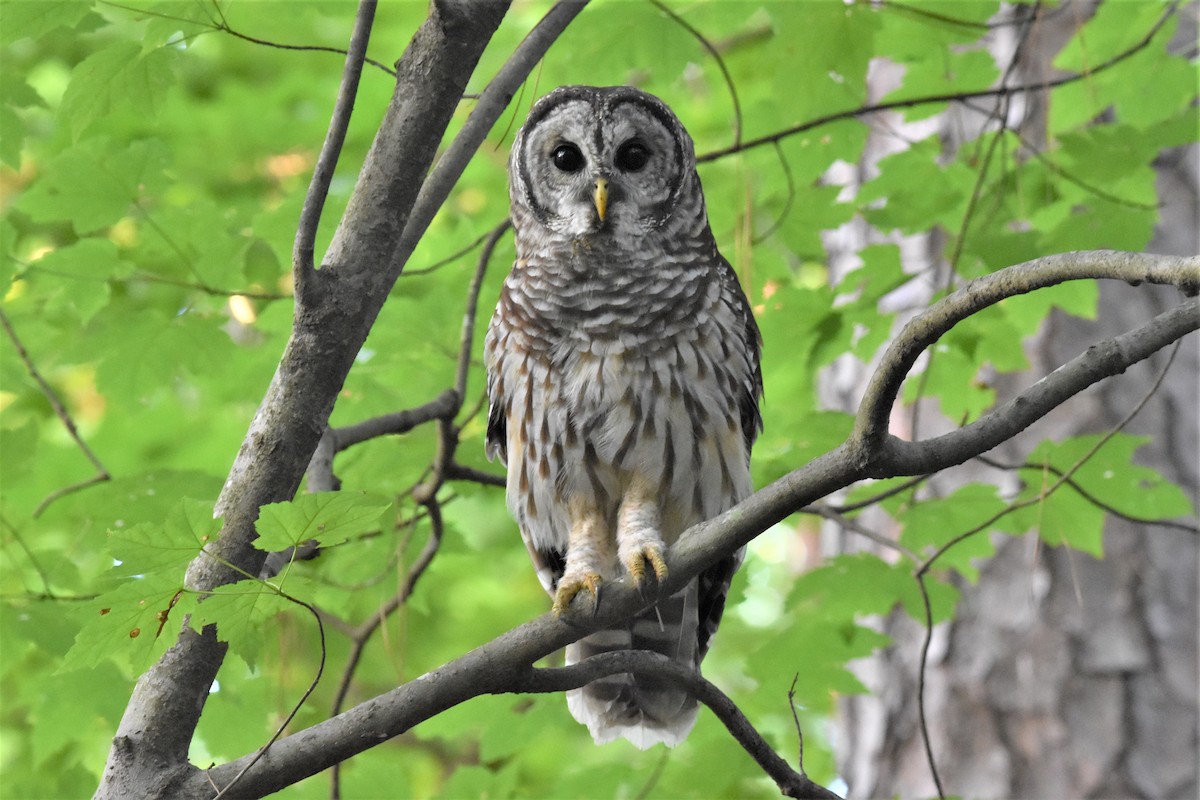 Barred Owl - ML359314861