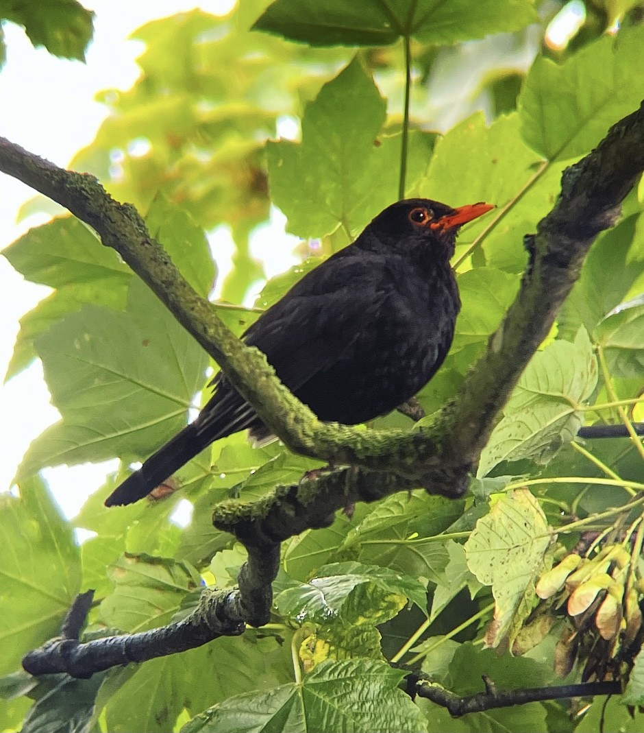 Eurasian Blackbird - ML359315061