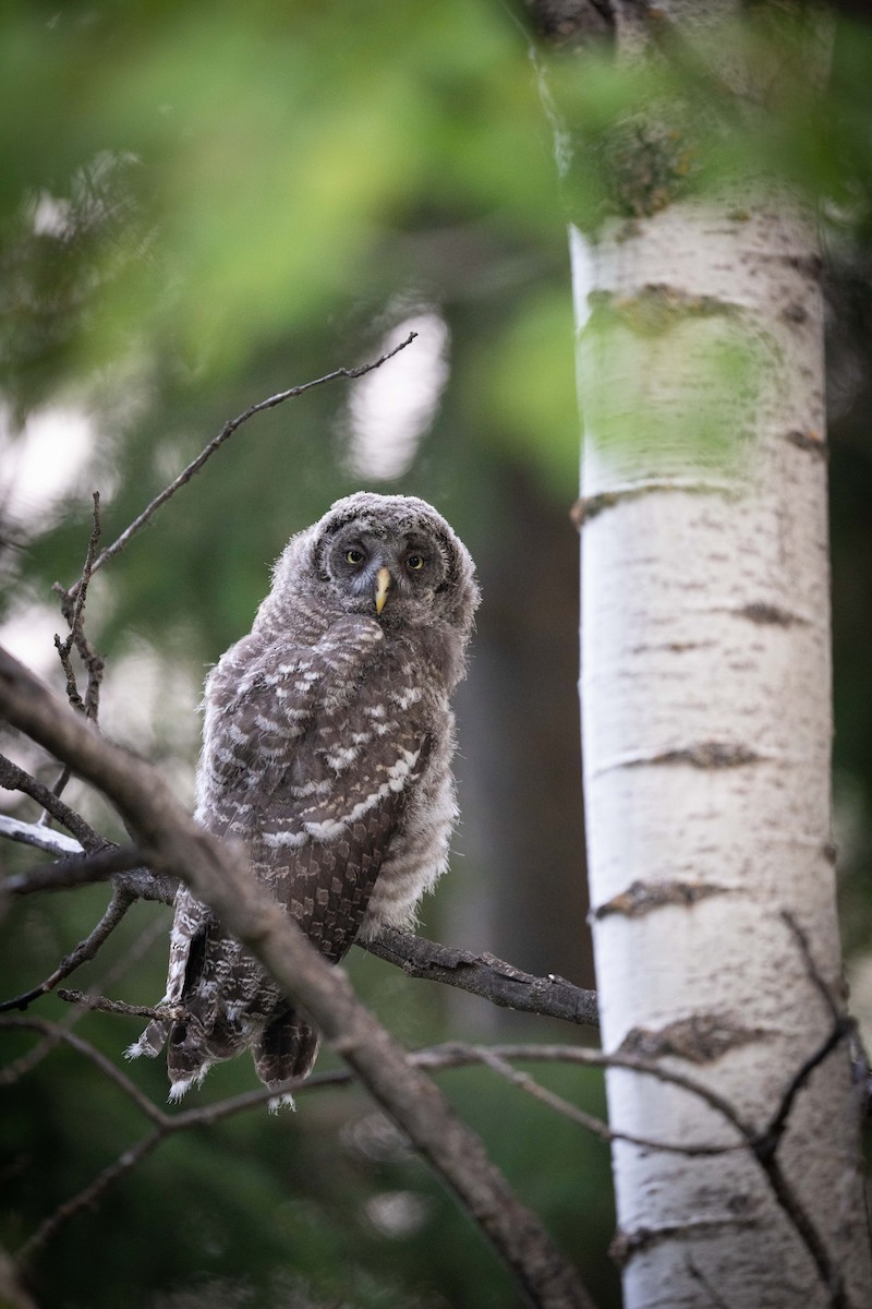 Great Gray Owl - Nathan Clark