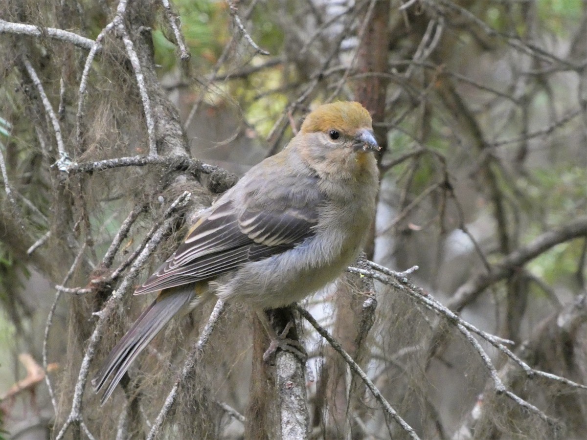 Pine Grosbeak - ML359322401