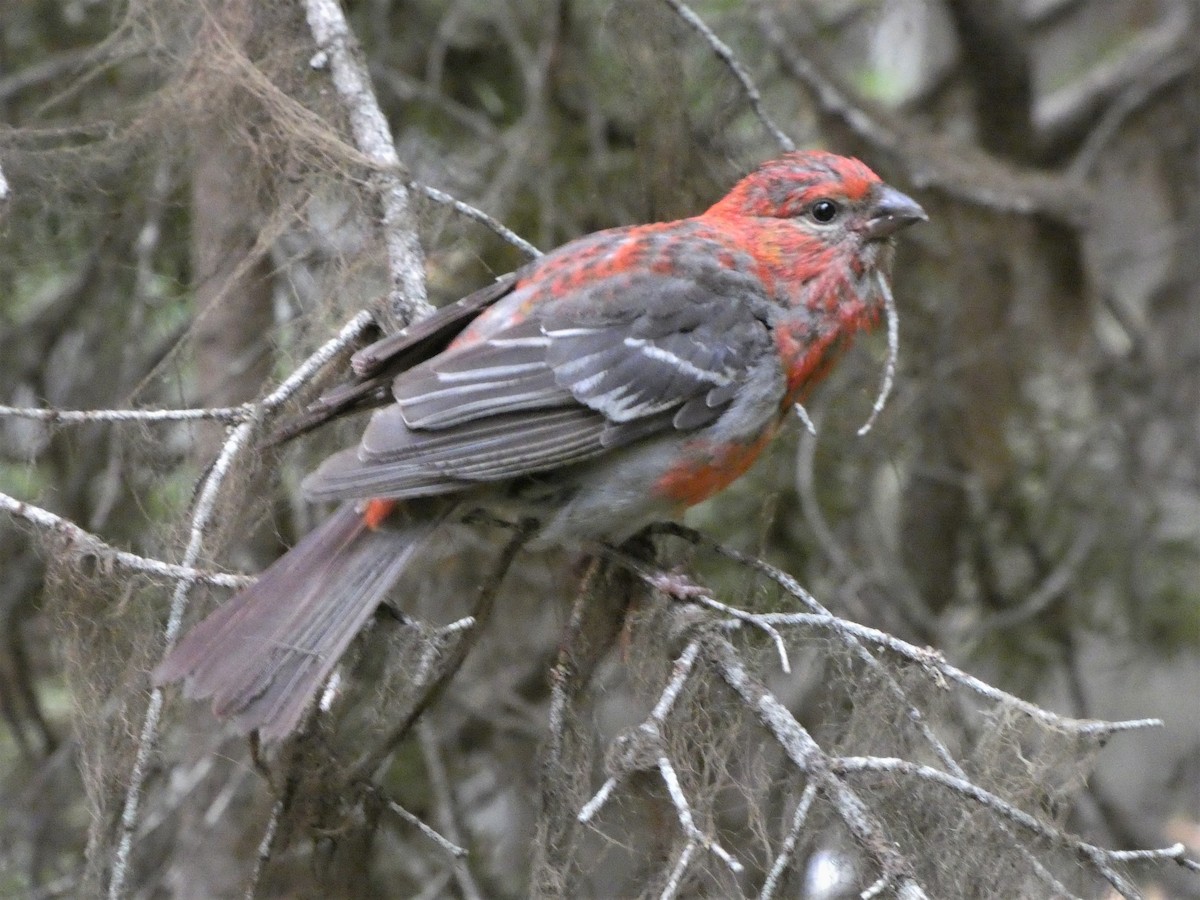 Pine Grosbeak - ML359322441