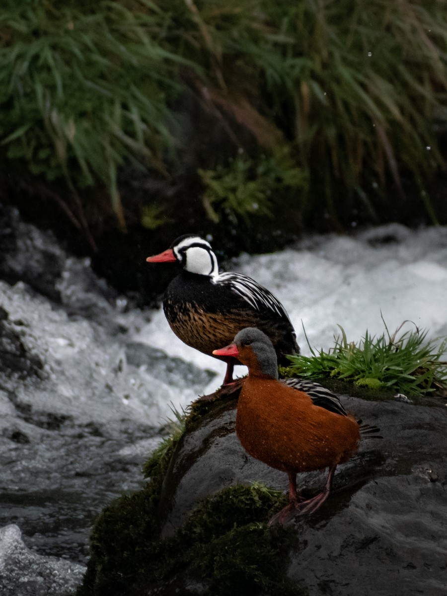 Torrent Duck - José Tomás Urrea Requena