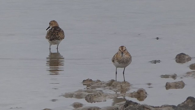 Little Stint - ML359325391