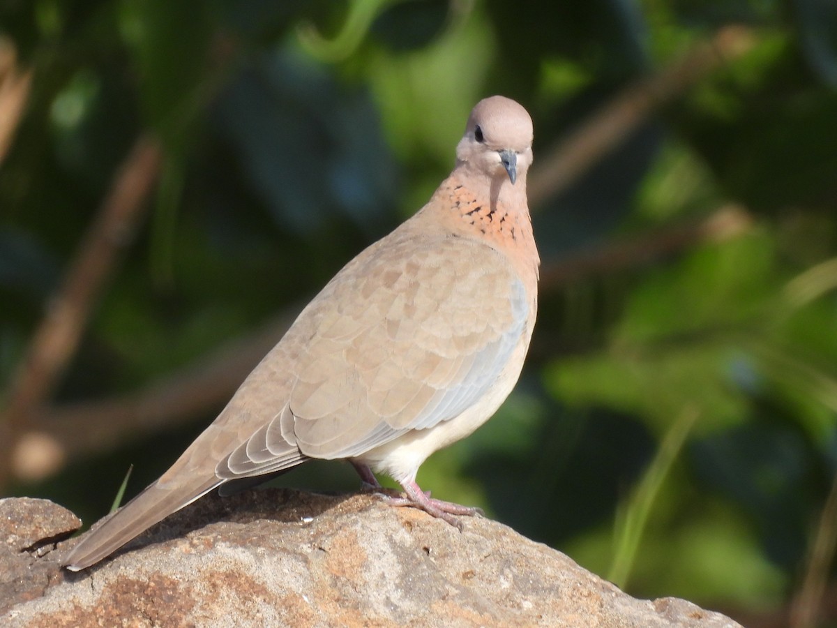 Laughing Dove - ML359325821