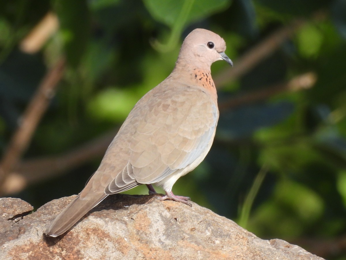 Laughing Dove - ML359325831