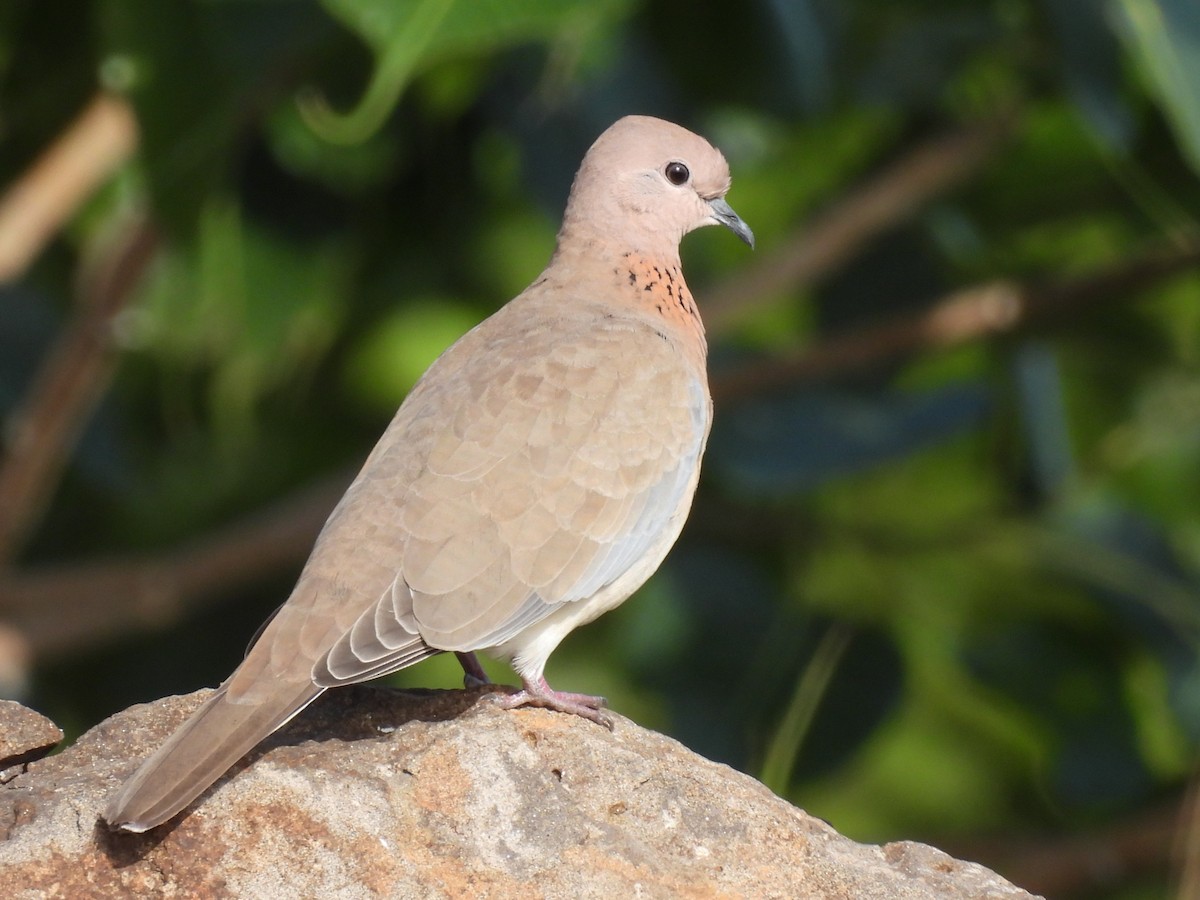 Laughing Dove - ML359325841